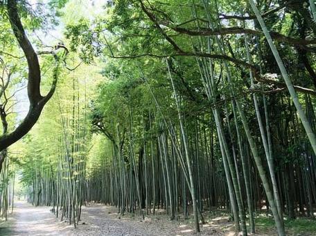 竹林の遊歩道竹林3 竹林の遊歩道竹林3の写真