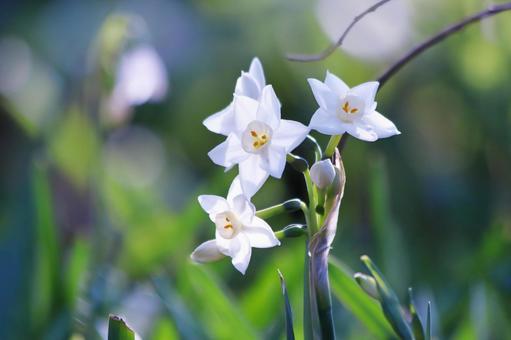 白い水仙の花 花,スイセン,植物の写真素材