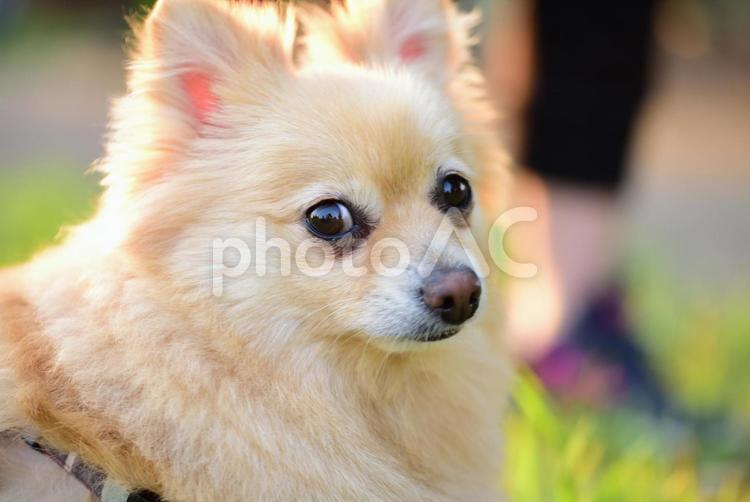 楽しそうにしている犬 犬,イヌ,ペットの写真素材