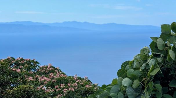 ピンクの花、広がる青い海 海,山,風景の写真素材