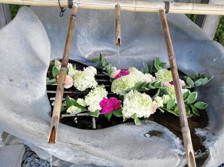 花手水 花手水 花手水,フラワー,あじさいの写真素材