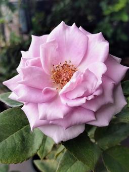 ベランダのバラ・夜来香 バラ,薔薇,夜来香の写真素材