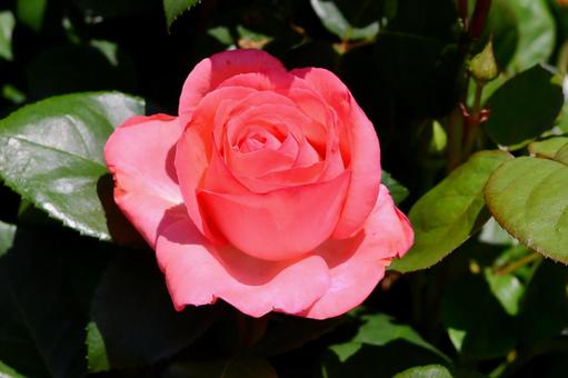 薔薇　ピンクパンサー 薔薇,ピンクパンサー,花の写真素材