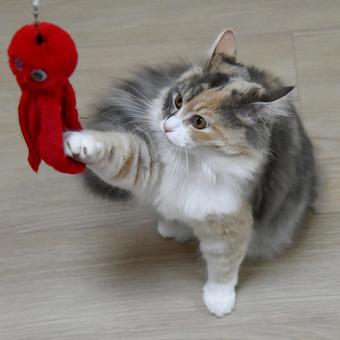 Cat 5, JPG Cat 5, JPG