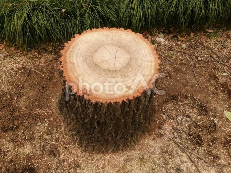 新しい切り株と年輪 切り株,木,樹木の写真素材