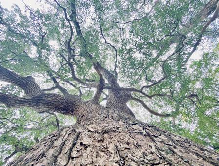 下から見上げた楠の巨木　枝ぶり 楠,クスノキ,樹皮の写真素材