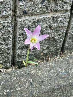 Zephyranthes (false saffron) flowers, JPG