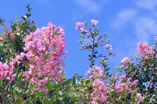 青空に映えるピンクのサルスベリの花 青空に映えるピンクのサルスベリの花の写真