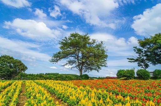 栃木県那須町 那須フラワーワールド 栃木県那須町 那須フラワーワールドの写真