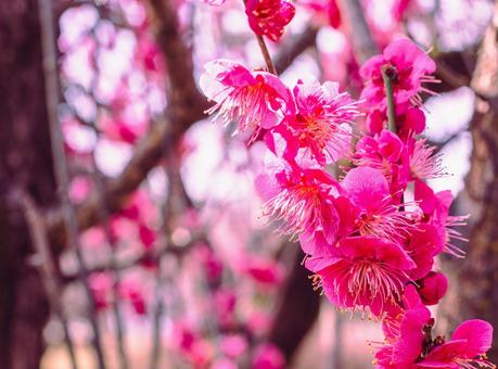 本庄運動公園 梅の花4ー59 本庄運動公園 梅の花4ー59の写真