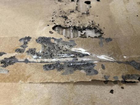 段ボールに作られたシロアリの巣 段ボールに作られたシロアリの巣の写真