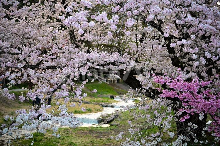 猪苗代町観音寺川の桜 自然,4月,桜の写真素材