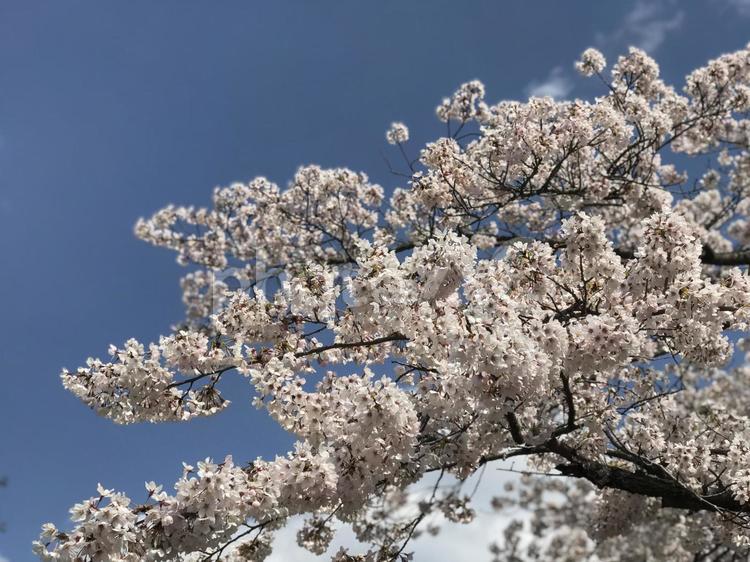 青空とさくら 春,さくら,青空の写真素材