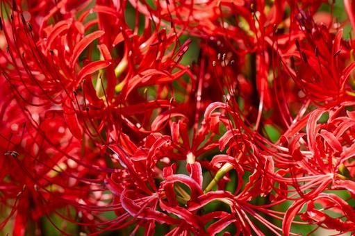 Autumn spider lilies, JPG