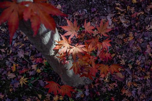 紅葉 紅葉の写真