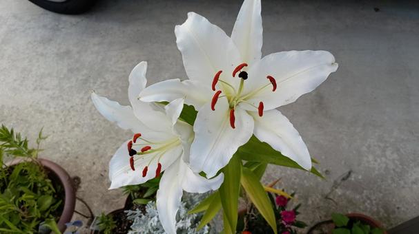 It was in bud in the morning but bloomed by the evening., yuri, casablanca, flower, JPG