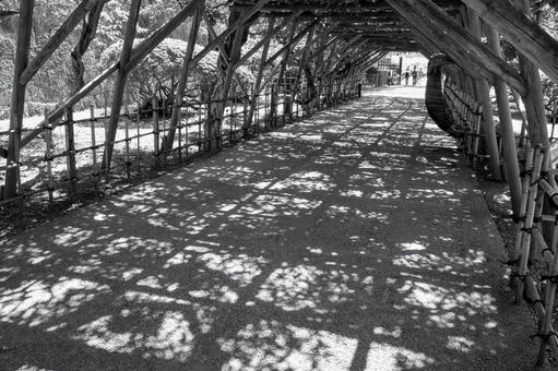 木漏れ日が描く光と影の散歩道 木漏れ日が描く光と影の散歩道 五稜郭公園,散歩道,散策の写真素材