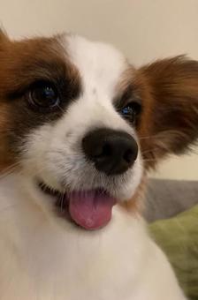 2才のパピヨン 2才のパピヨンの写真