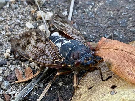 アブラゼミのクローズアップ セミ,アブラゼミ,虫の写真素材