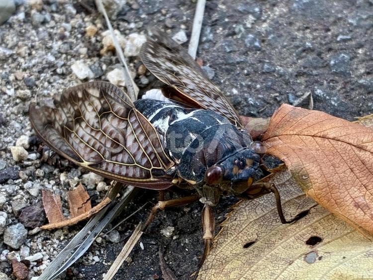アブラゼミのクローズアップ セミ,アブラゼミ,虫の写真素材