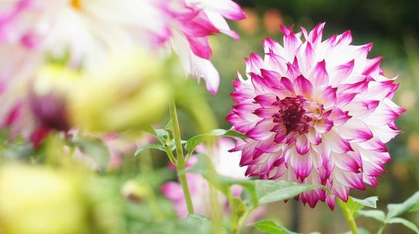 秋のダリア園-894 ダリア,ピンク,ショッキングピンクの写真素材