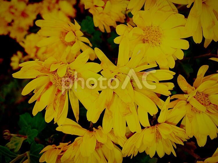 黄色い花　yellow flower 花,黄色,庭の写真素材