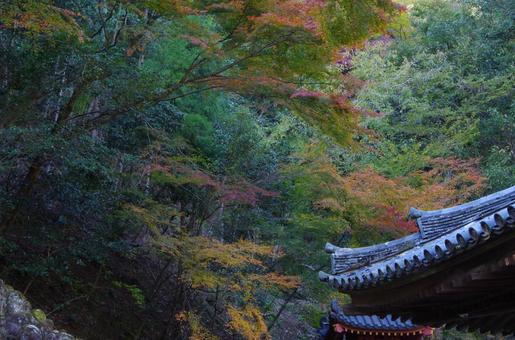 紅葉 紅葉の写真