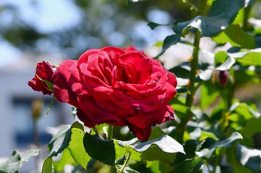 薔薇 キャラミア 薔薇 キャラミア 薔薇,キャラミア,赤の写真素材