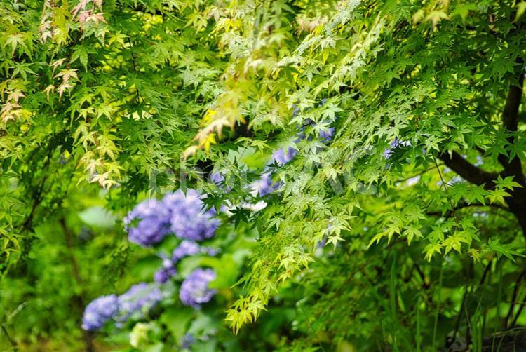 緑の世界 あじさい,紫陽花,青いの写真素材
