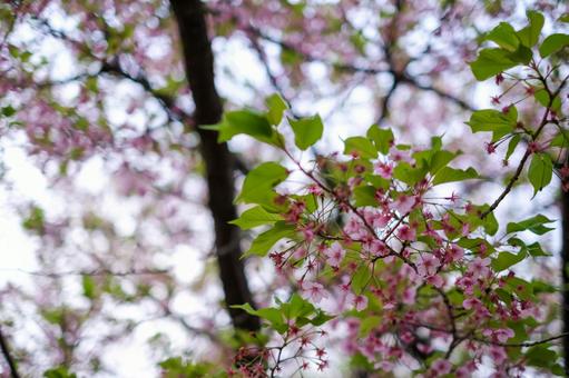 別所沼公園の河津桜 別所沼公園の河津桜 桜,河津桜,花見の写真素材