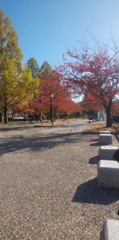 紅葉シーズンの写真