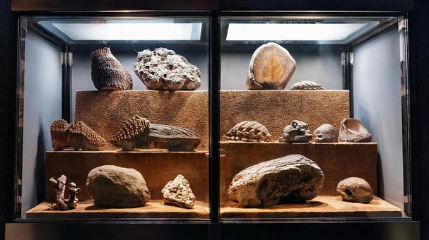 博物館の展示 博物館の展示の写真