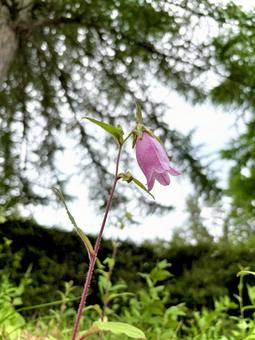 Campanula 05, JPG