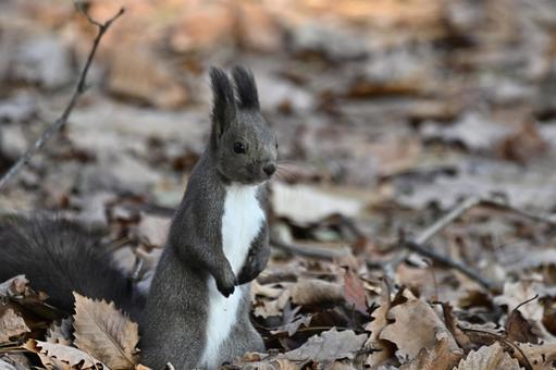 リス エゾリス,哺乳類,野生の写真素材