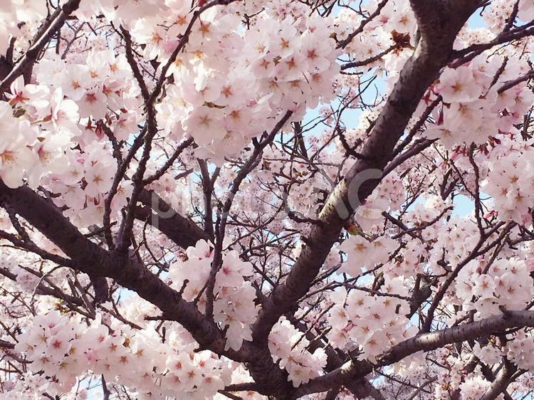 桜の花のアップ（2） さくら,桜,サクラの写真素材