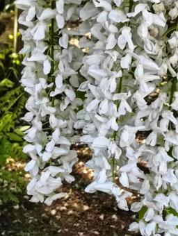生き生きした白花 生き生きした白花の写真