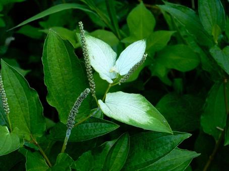 [Flower Photo] Pinctada gracilis, JPG