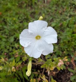 ペチュニアの花 ペチュニアの花の写真