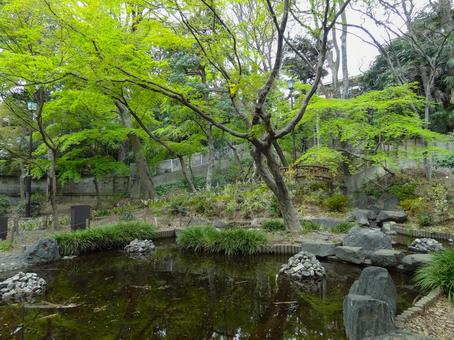 下落合野鳥の森公園の池 下落合野鳥の森公園の池の写真