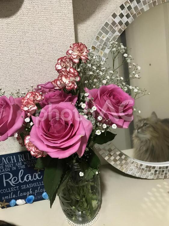 鏡越しの猫 花,バラ,花束の写真素材