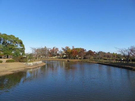 晩秋の公園 晩秋の公園 晩秋,秋,11月の写真素材
