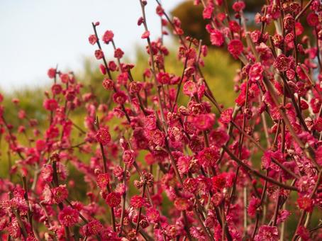 梅の花 03 梅の花 03の写真