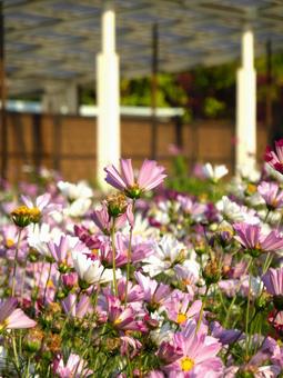 公園の花壇に咲くピンクと白のコスモス コスモス,花,植物の写真素材