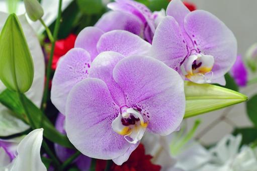 紫色の胡蝶蘭の写真