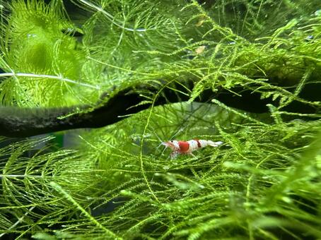 251208_レッドビー01 熱帯魚,エビ,レッドビーの写真素材