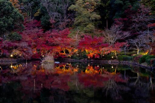 町田市薬師池公園のライトアップされた紅葉 ライトアップ,夜景,観光の写真素材