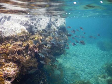 水中 魚 隠岐の島 日本海 海,魚,自然の写真素材