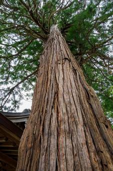 宇那禰神社⒂ 宇那禰神社⒂ 神社,宇那禰神社,神社仏閣の写真素材