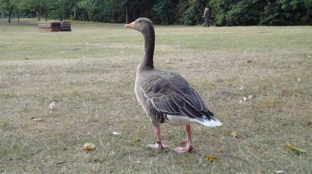 大きめの鳥 大きめの鳥 外国,公園,鳥の写真素材