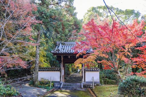 天祐寺奥の院　虚空蔵堂山門と紅葉 天祐寺奥の院,天祐寺,虚空蔵堂の写真素材